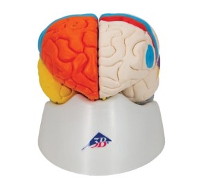 Mózg Neuroanatomiczny 