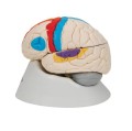 Mózg neuroanatomiczny