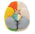 Mózg neuroanatomiczny