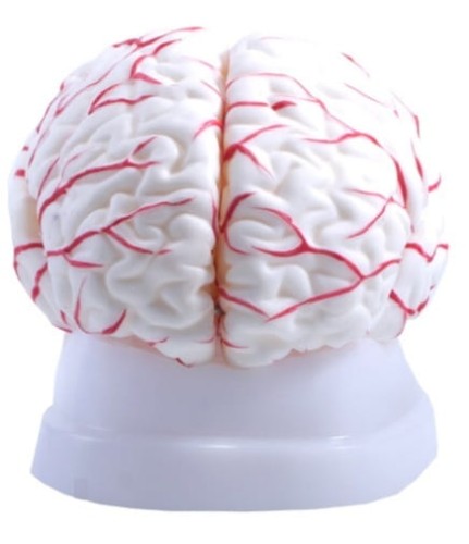 Mózg z naczyniami model naturalnej wielkości 8 części