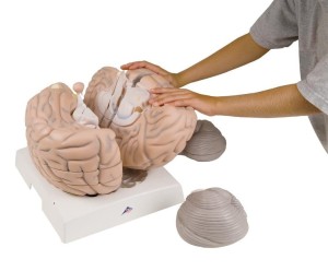 Duży model mózgu 
