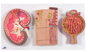 Przekrój Nerki, Nefronów i Ciałka Nerkowego 