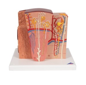 Mikroanatomiczny model nerki 