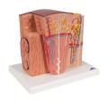 Mikroanatomiczny model nerki