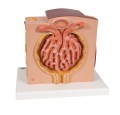 Mikroanatomiczny model nerki