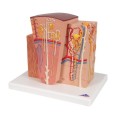Mikroanatomiczny model nerki