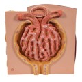 Mikroanatomiczny model nerki