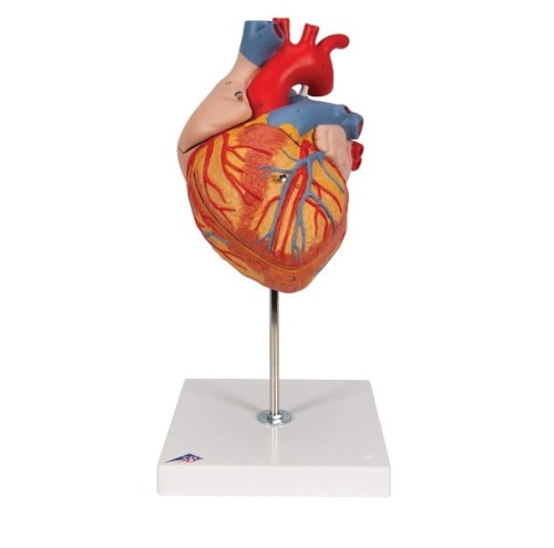 Model serca 2-krotnie powiększony 4 części