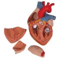 Model serca 2-krotnie powiększony 4 części