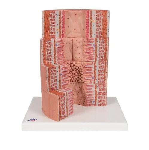 Model układu pokarmowego powiększenie 20x