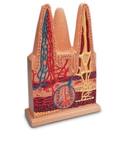 Kosmki jelitowe – powiększenie 100x 