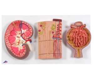 Przekrój nerki, nefronów i ciałka nerkowego 