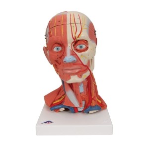 Model głowy mięśniowej z szyją 