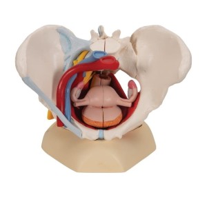 Miednica żeńska - model 6 części 