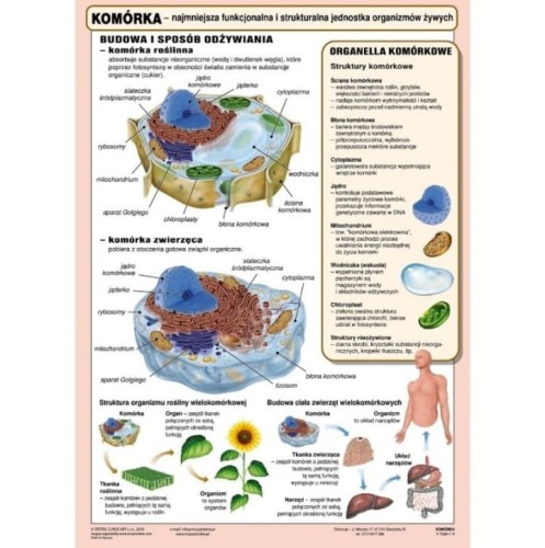 Komórka plansza 100 x 140 cm