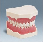 Model szczęki do higieny i usuwania kamienia nazębnego