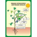 Przyroda - zestaw dydaktyczny