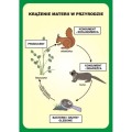 Przyroda - zestaw dydaktyczny
