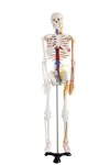 Szkielet człowieka z arteriami i nerwami 85 cm