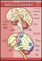 Mózg człowieka