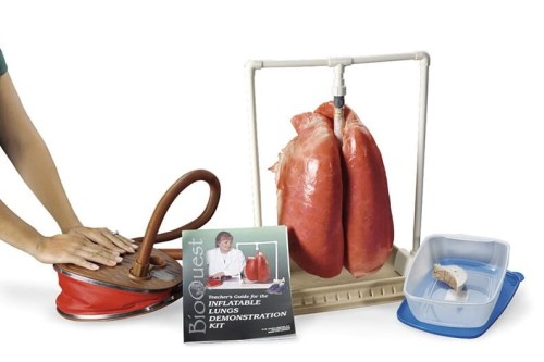 Płuca model dydaktyczny