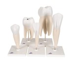 Modele zębów zestaw 5 szt.