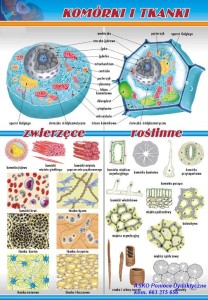 Zestaw 7 plansz dydaktycznych do biologii 
