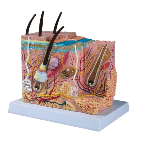 Skóra człowieka model powiększenie 50x