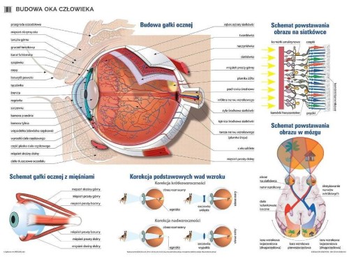 Budowa oka plansza 160 x 120 cm