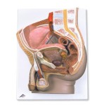 Miednica męska model dydaktyczny