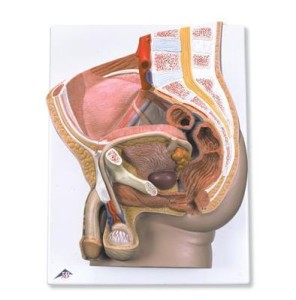 Miednica męska model dydaktyczny