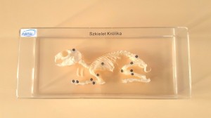 Szkielet królika model