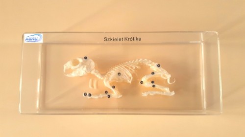 Szkielet królika model