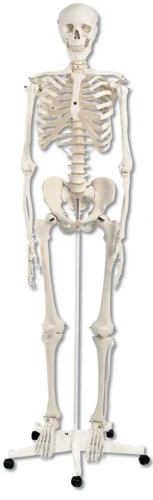 Szkielet człowieka 170 cm 
