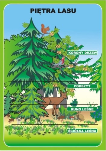 Las i ochrona środowiska - zestaw plansz edukacyjnych z kartami pracy i płytą CD