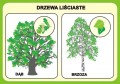 Las i ochrona środowiska - zestaw plansz edukacyjnych z kartami pracy i płytą CD