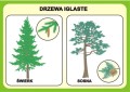 Las i ochrona środowiska - zestaw plansz edukacyjnych z kartami pracy i płytą CD