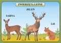 Las i ochrona środowiska - zestaw plansz edukacyjnych z kartami pracy i płytą CD