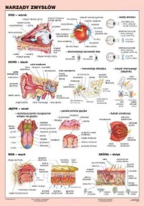 Narządy zmysłów plansza dwustronna