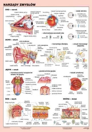 Narządy zmysłów plansza - strona 1
