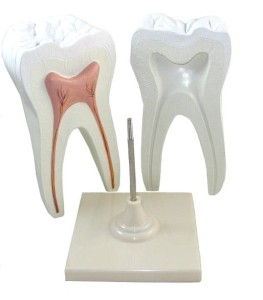 Ząb trzonowy – model dydaktyczny 