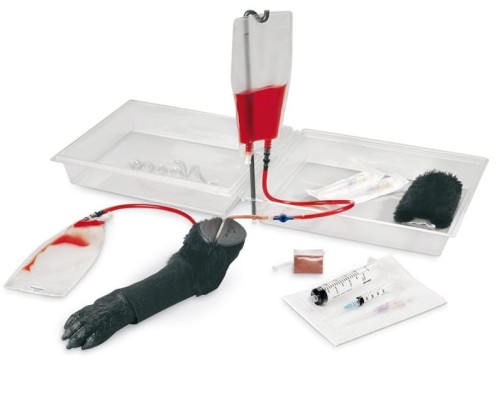 Łapa psa do iniekcji dożylnych