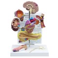 Cukrzyca typu II - zestaw anatomiczny
