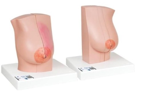 Modele piersi kobiety karmiącej i niekarmiacej piersią