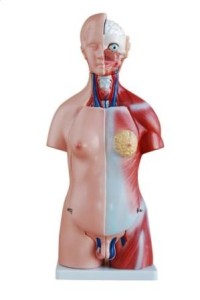 Tułów człowieka model dydaktyczny 23 części 45 cm