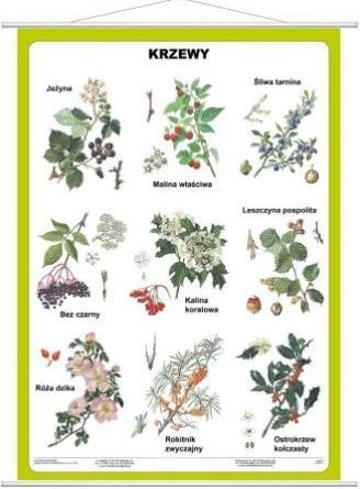  Krzewy plansza 100 x 140 cm