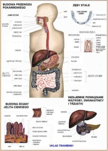 Układ trawienny człowieka I plansza 100 x 140 cm