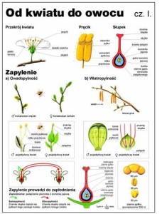Od kwiatu do owocu cz. I - plansza 100 x 140 cm