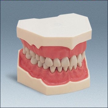 Model F2 z pełnym uzębieniem - szczęka