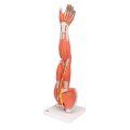 Realistyczny model mięśni ręki idealny do prezentacji w gabinetach lekarskich i fizjoterapeutycznych